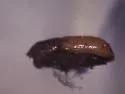 Chestnut-brown Bark Beetle - photo 3