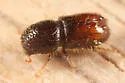 Chestnut-brown Bark Beetle - photo 4