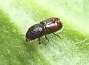 Chestnut-brown Bark Beetle - photo 5
