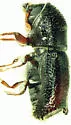Pityogenes meridianus - photo 2
