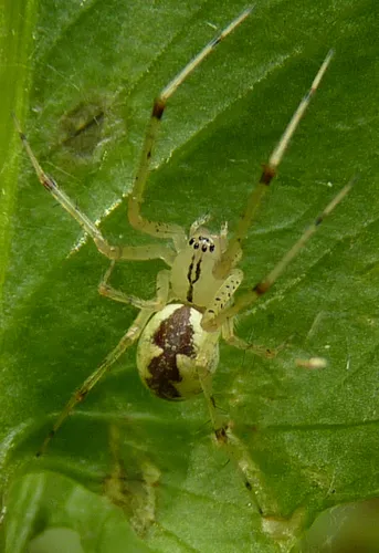 Hammock Spider