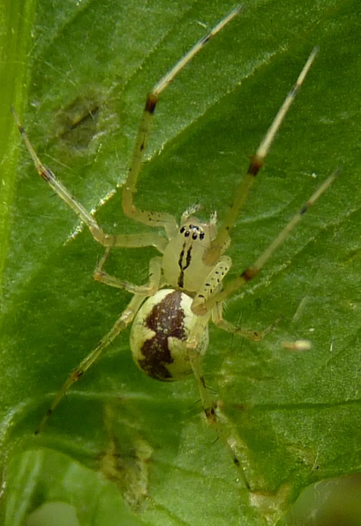Hammock Spider - photo 2