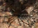 Pityohyphantes minidoka - photo 2