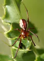 Pityohyphantes rubrofasciatus