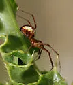 Pityohyphantes rubrofasciatus - photo 2