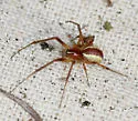 Pityohyphantes rubrofasciatus - photo 3