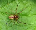 Pityohyphantes rubrofasciatus - photo 4