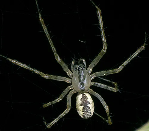 Pityohyphantes subarcticus - photo 2