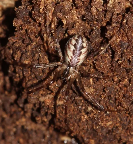 Pityohyphantes subarcticus - photo 3