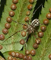 Pityohyphantes tacoma