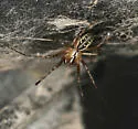 Pityohyphantes tacoma - photo 2