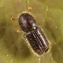 Balsam Fir Bark Beetle - photo 2
