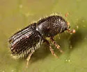 Balsam Fir Bark Beetle - photo 3