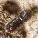 Balsam Fir Bark Beetle - photo 4