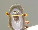 Pityophagus cephalotes - photo 2