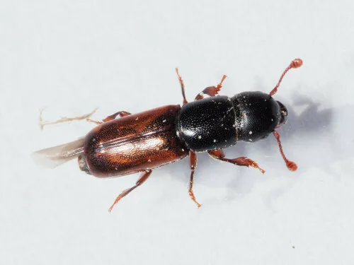 Pityophagus rufipennis