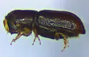 Pityophthorus annectens - photo 3