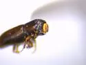 Pityophthorus annectens - photo 4
