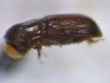 Pityophthorus annectens - photo 5
