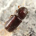 Pityophthorus cariniceps