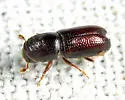 Pityophthorus cariniceps - photo 2