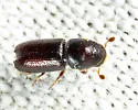 Pityophthorus cariniceps - photo 3