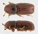 Pityophthorus cariniceps - photo 4