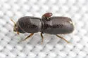 Pityophthorus confusus