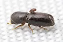 Pityophthorus confusus - photo 3