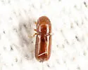 Pityophthorus consimilis - photo 2