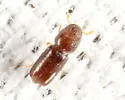 Pityophthorus consimilis - photo 3