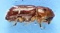 Pityophthorus consimilis - photo 4