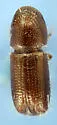 Pityophthorus crinalis