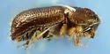 Pityophthorus crinalis - photo 2