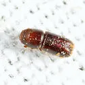 Pityophthorus crinalis - photo 4