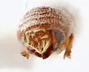 Walnut Twig Beetle - photo 5