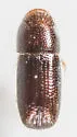 Pityophthorus lautus