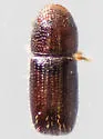 Pityophthorus lautus - photo 2