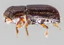 Pityophthorus lautus - photo 4