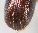 Pityophthorus lautus - photo 5