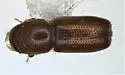 Pityophthorus liquidambarus
