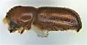 Pityophthorus liquidambarus - photo 2