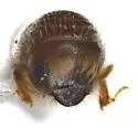 Pityophthorus liquidambarus - photo 3