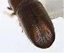 Pityophthorus liquidambarus - photo 4