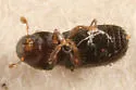 Pityophthorus puberulus - Pityophthorus puberulus