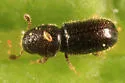 Pityophthorus puberulus - photo 2