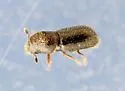 Pityophthorus puberulus - photo 4