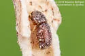 Pityophthorus pulicarius - photo 2