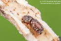 Pityophthorus pulicarius - photo 3