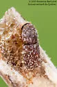 Pityophthorus pulicarius - photo 4